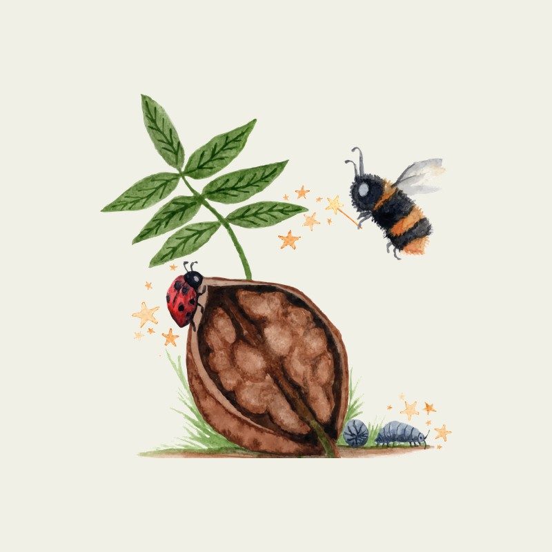 MindGarden Learning walnut and leaves illustration, used in place of a photo of Miss Alyssa